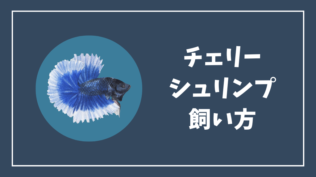 チェリーシュリンプの飼い方