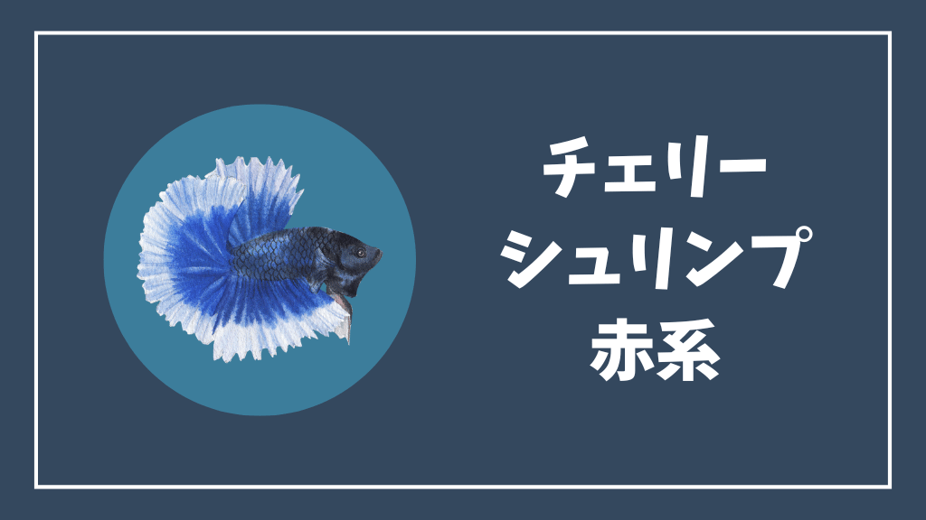 赤系のチェリーシュリンプ