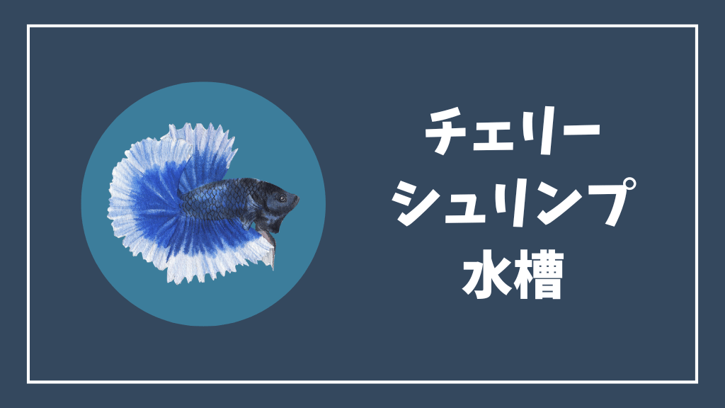 チェリーシュリンプの水槽