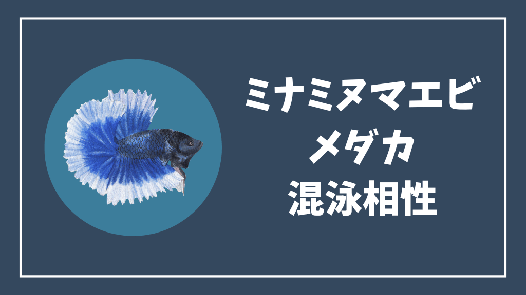 ミナミヌマエビとメダカの混泳相性