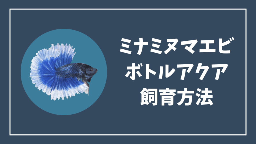 ミナミヌマエビをボトルアクアリウムで飼育する方法