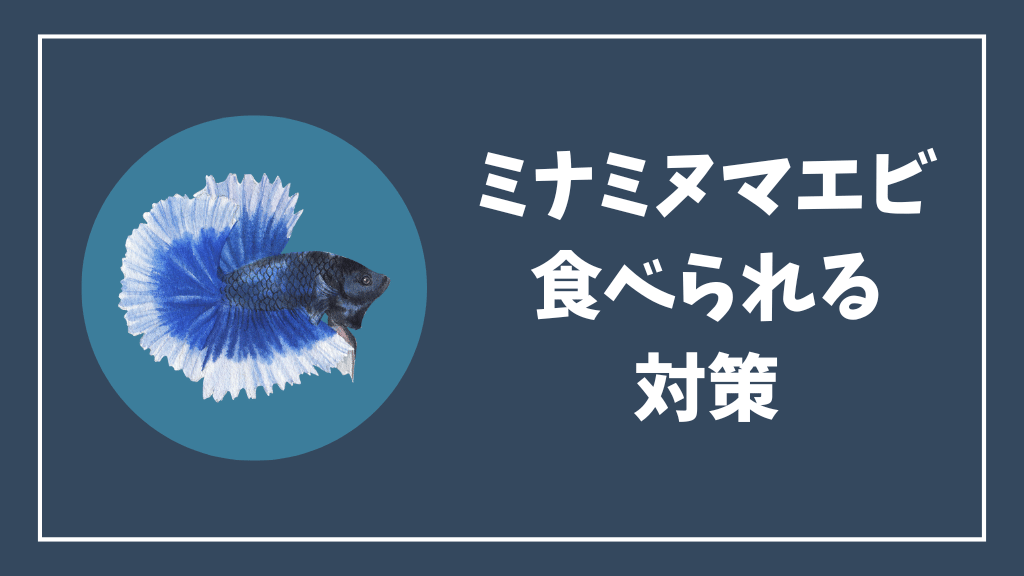 メダカにミナミヌマエビが食べられる対策