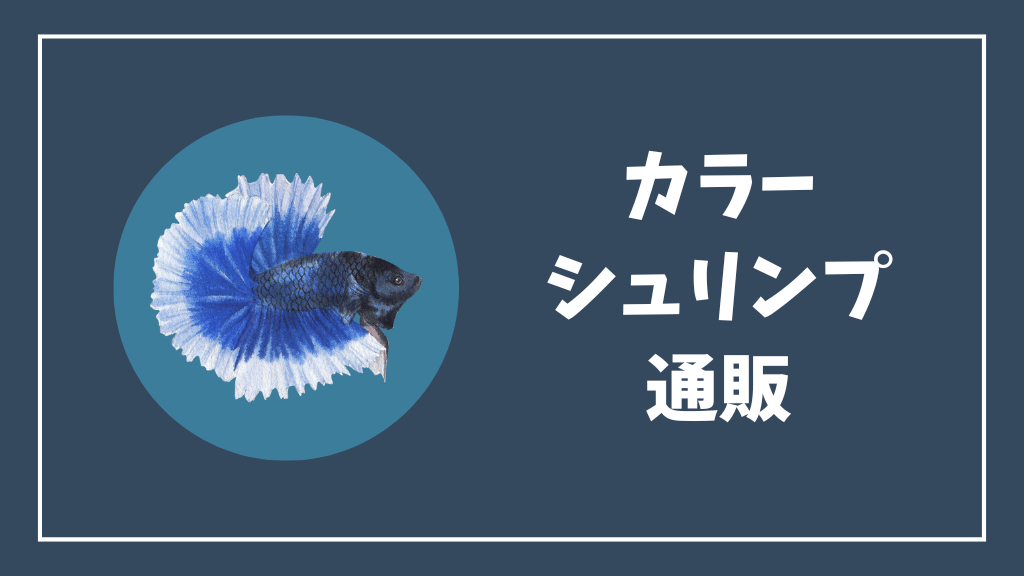 カラーシュリンプの通販