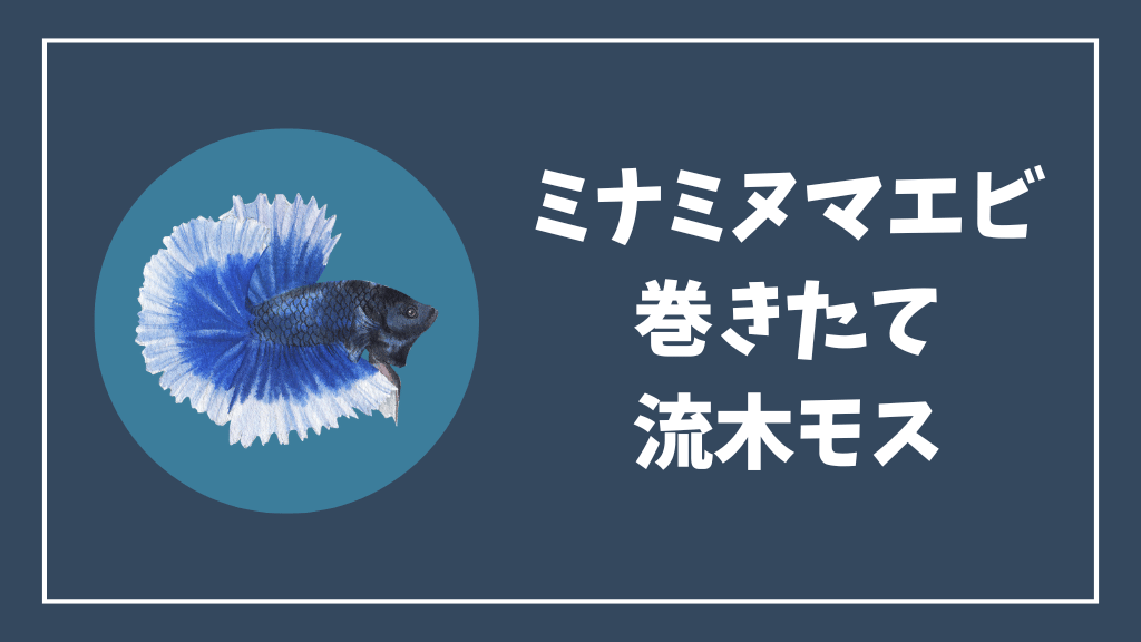 ミナミヌマエビにおすすめの流木ウィローモス