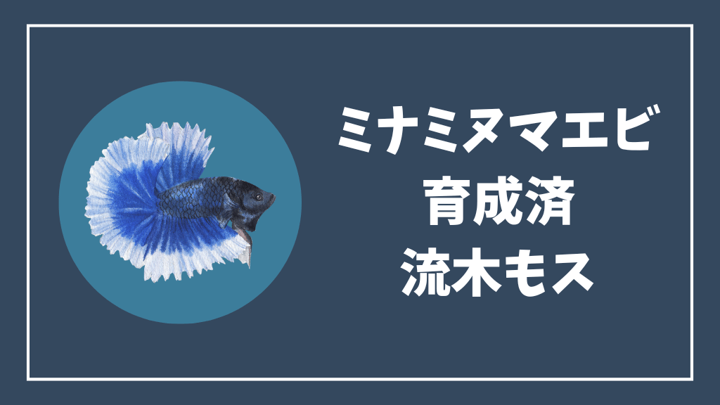ミナミヌマエビにおすすめの育成済流木ウィローモス