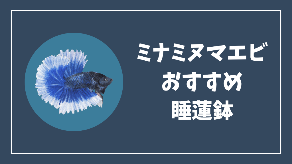 ミナミヌマエビにおすすめの睡蓮鉢