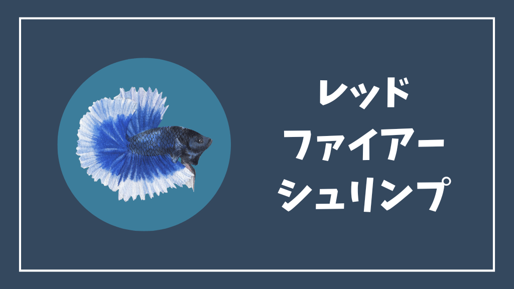 レッドファイアーシュリンプ