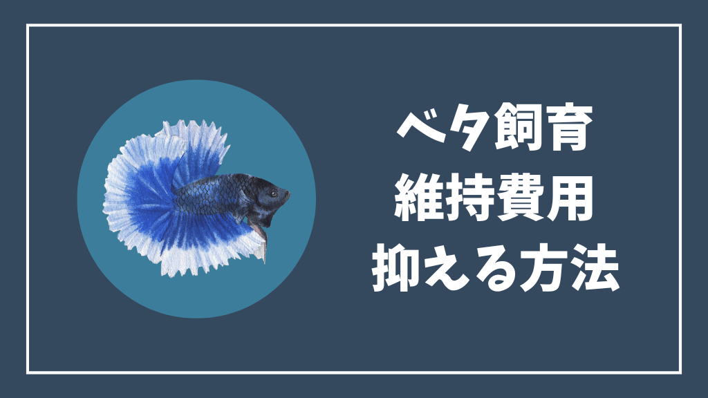 ベタ飼育の維持費用を抑える方法