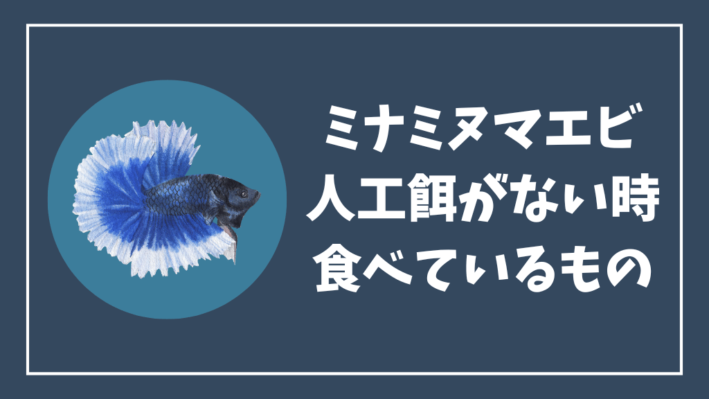 人工餌がない時にミナミヌマエビが食べているもの