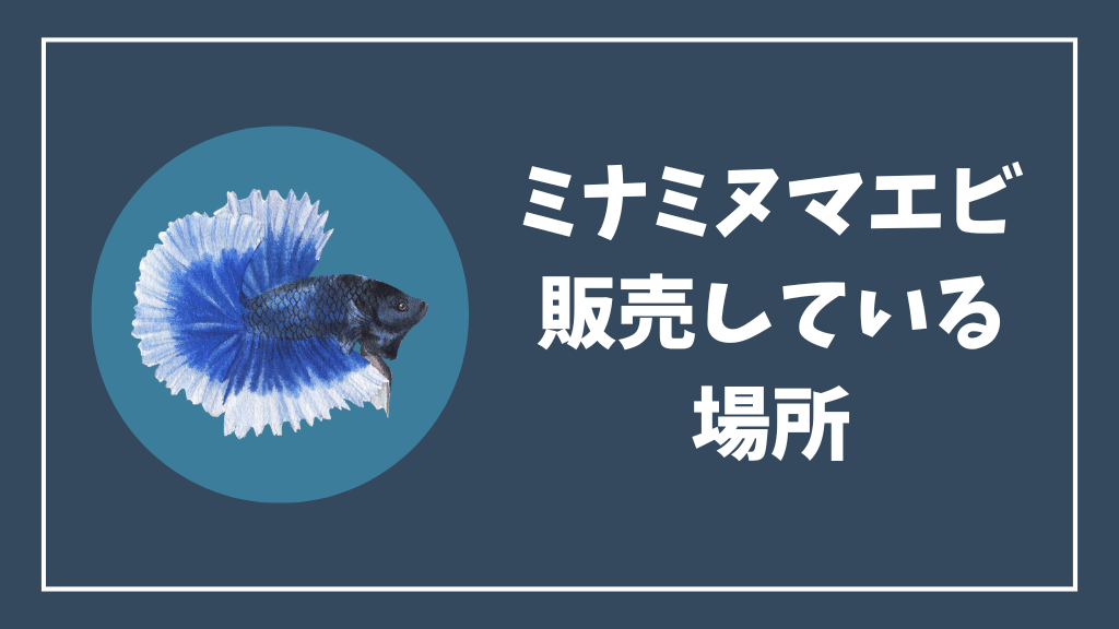 ミナミヌマエビを販売している場所