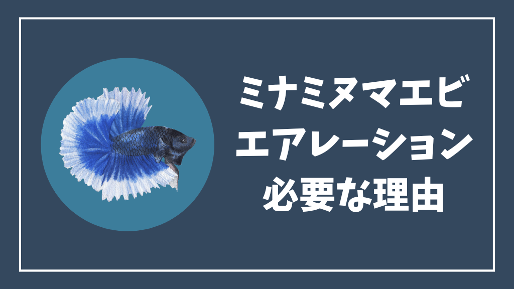ミナミヌマエビにエアレーションが必要な理由