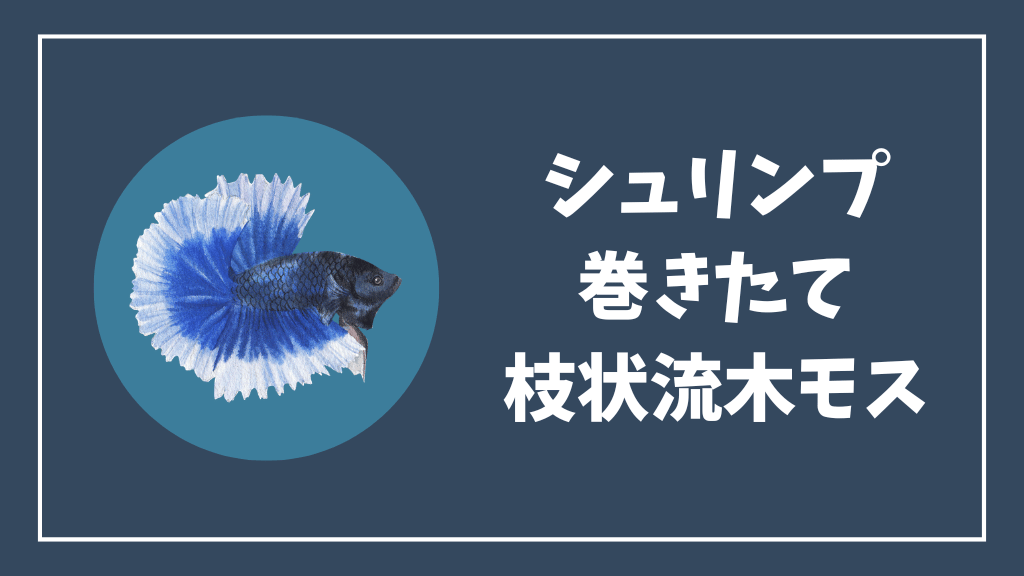 チェリーシュリンプにおすすめの巻きたて枝状流木モス