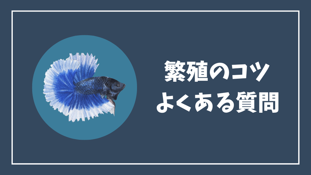 チェリーシュリンプの繁殖のよくある質問