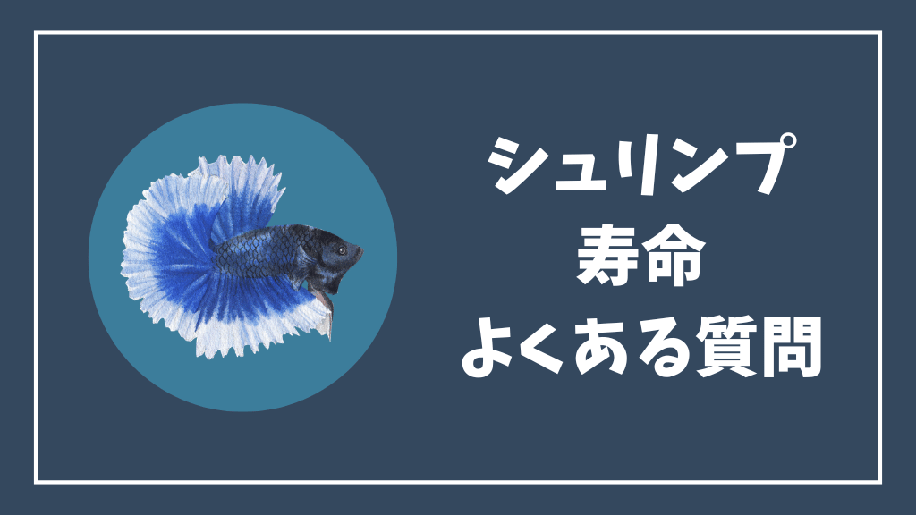 チェリーシュリンプの寿命のよくある質問