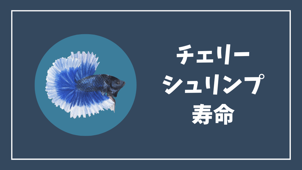 チェリーシュリンプの寿命