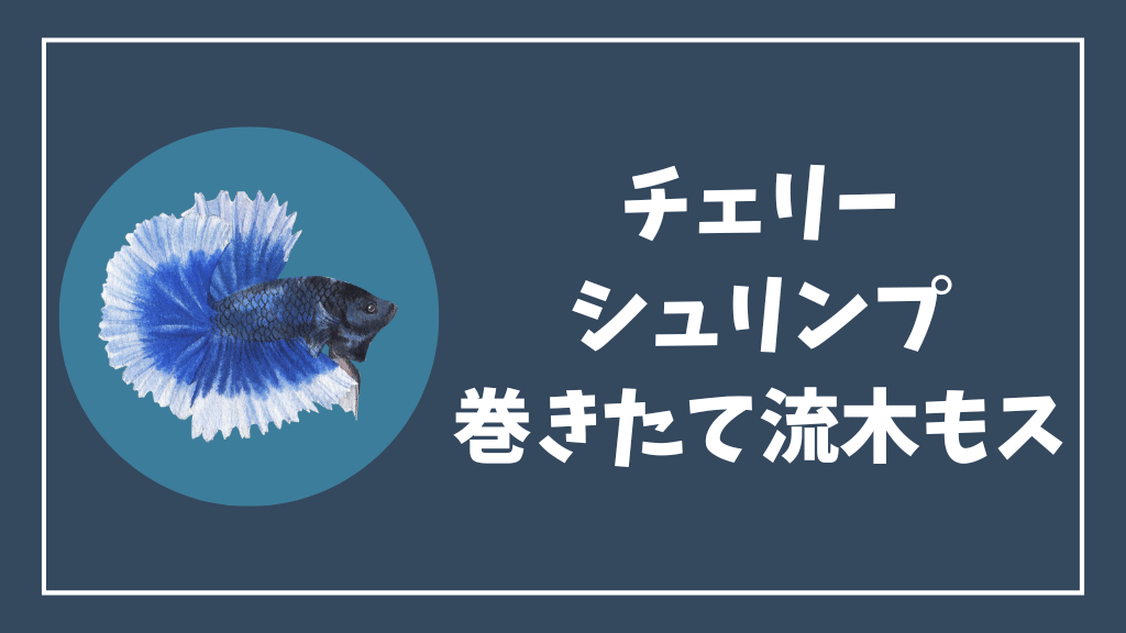 チェリーシュリンプにおすすめの巻きたて流木ウィローモス