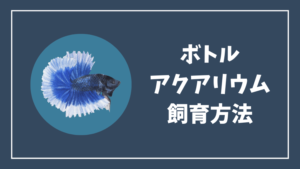 チェリーシュリンプをボトルアクアリウムで飼育する方法