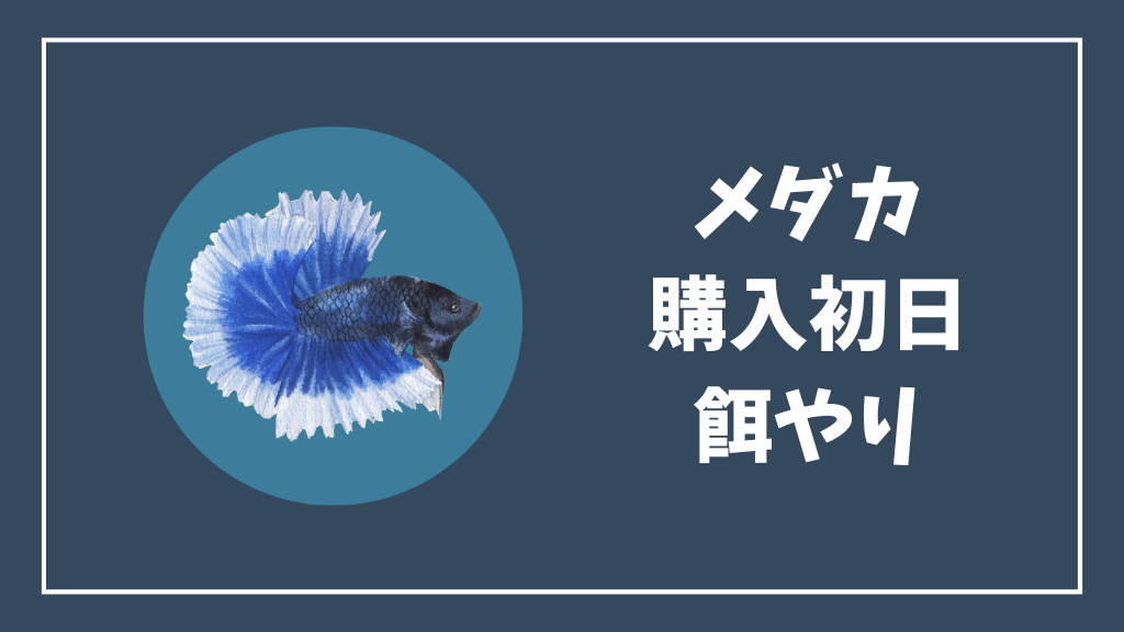 メダカの購入初日の餌やり