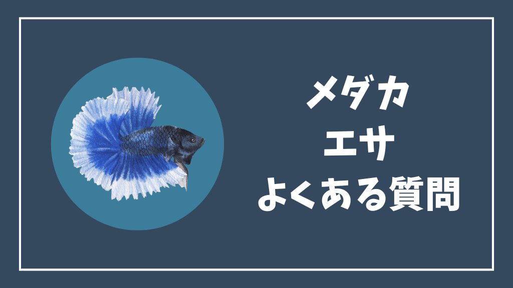 メダカの餌のよくある質問