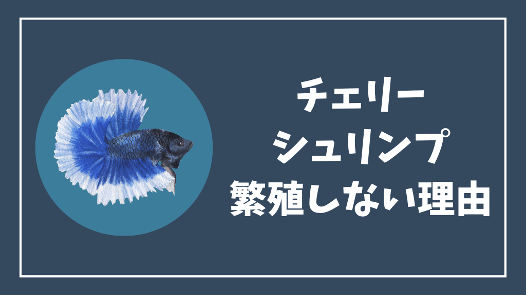 チェリーシュリンプが繁殖しない理由