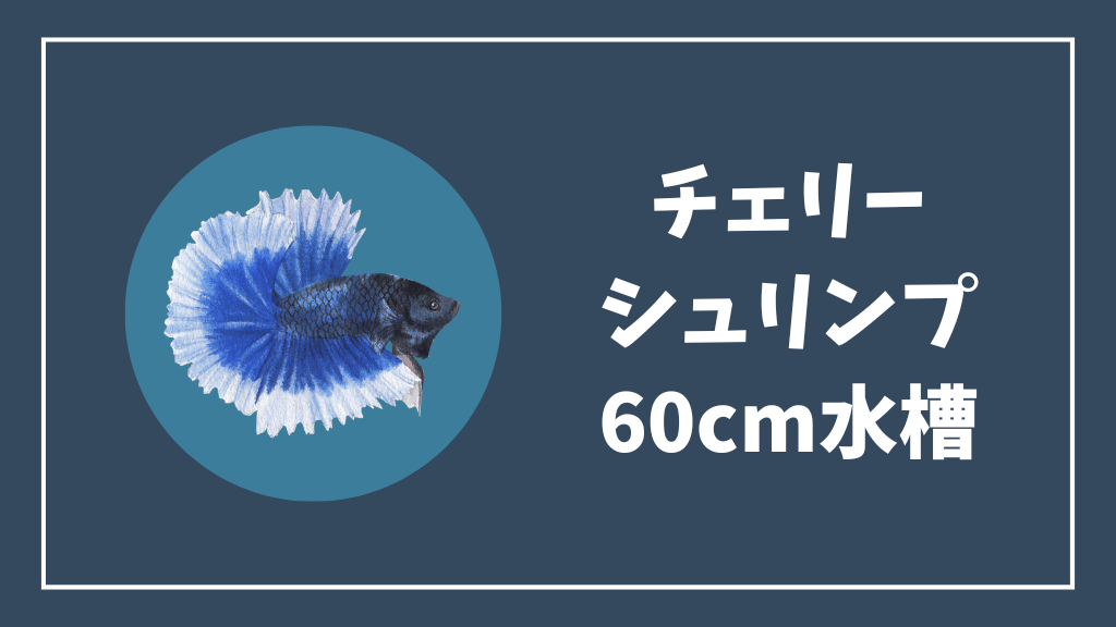チェリーシュリンプにおすすめの60cm水槽