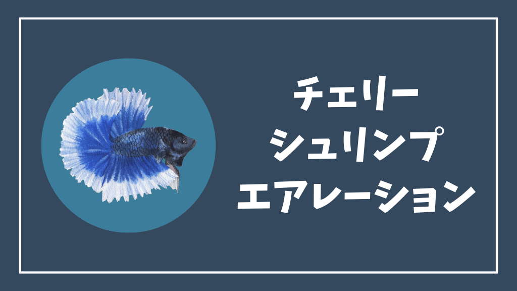 チェリーシュリンプにおすすめのエアレーションセット