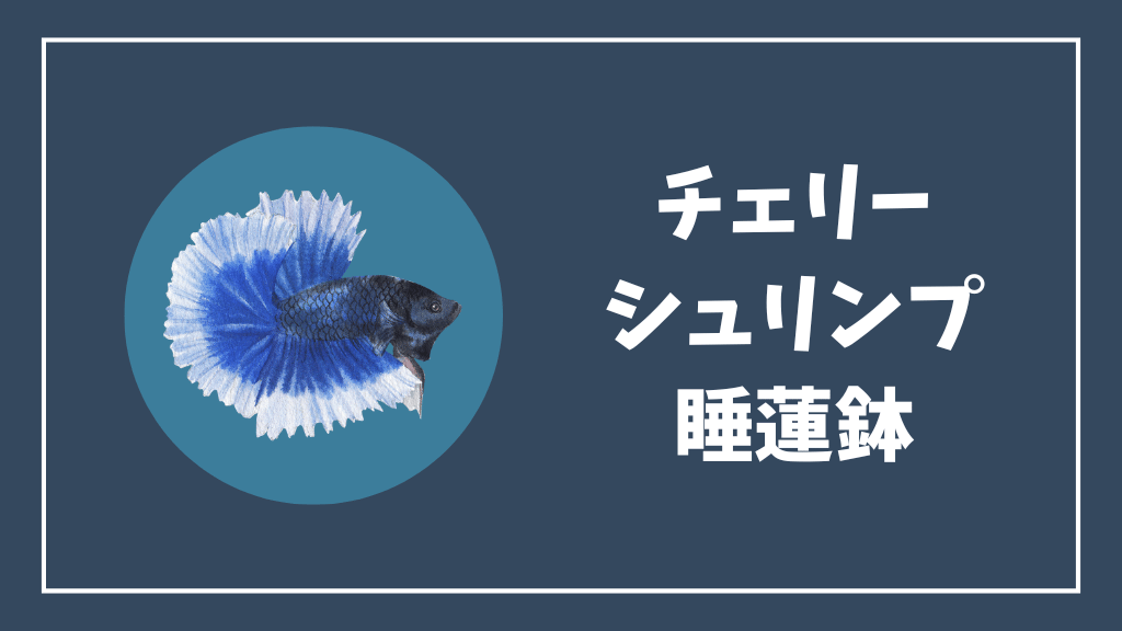 チェリーシュリンプにおすすめの睡蓮鉢