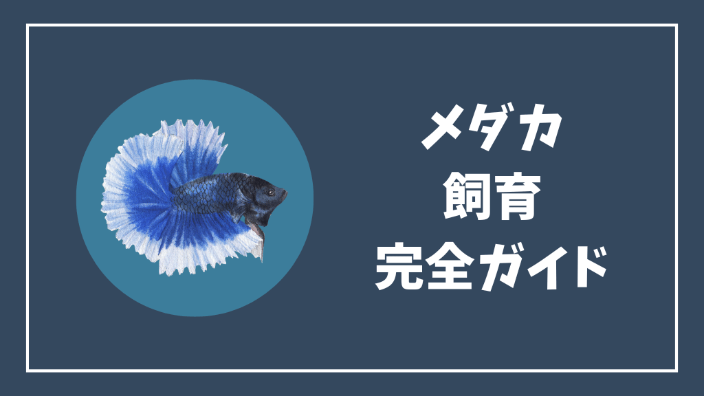 メダカ飼育完全ガイド