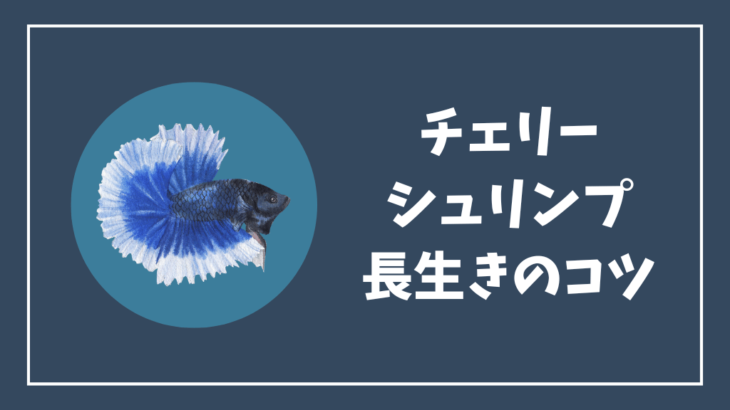 チェリーシュリンプの長生きのコツ