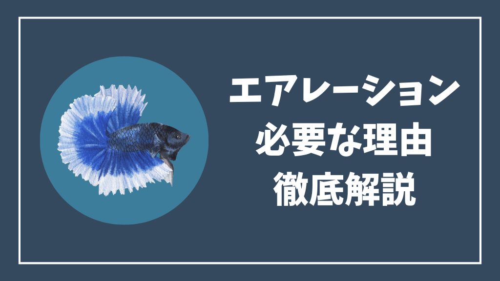 チェリーシュリンプにエアレーションが必要な理由