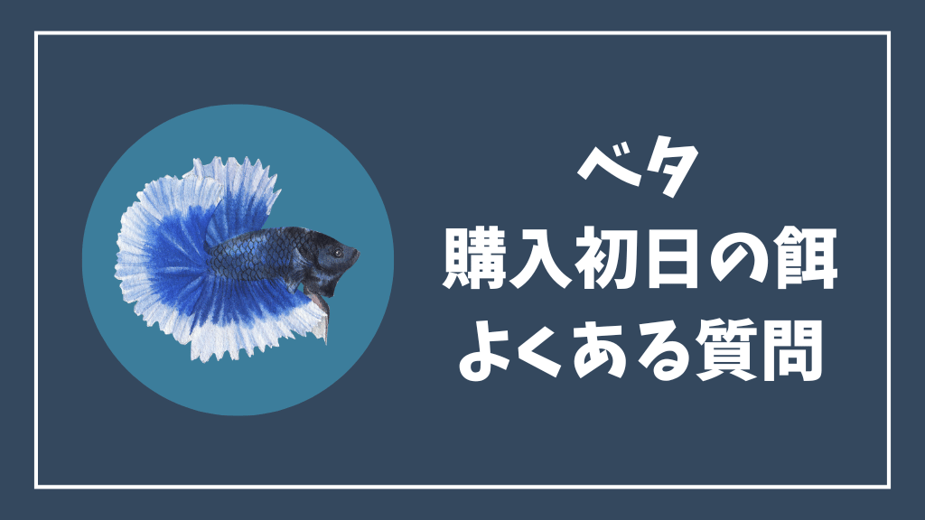 ベタの購入初日の餌の良くある質問