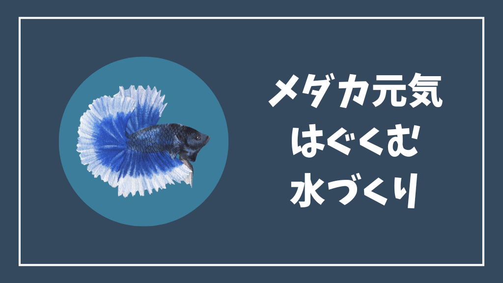メダカ元気はぐくむ水づくり