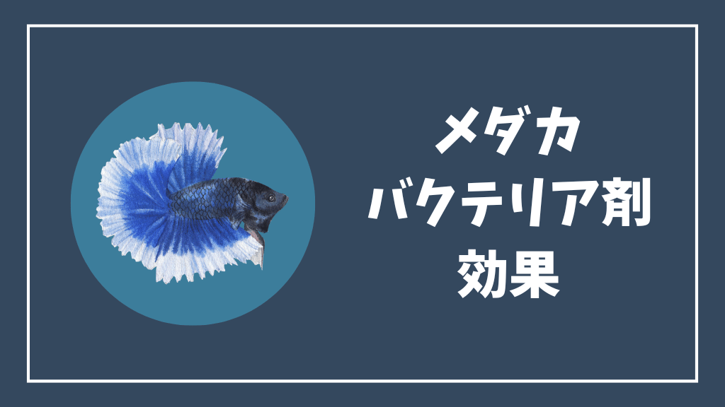 メダカのバクテリア剤の効果