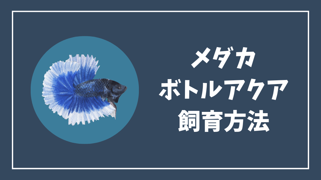 メダカをボトルアクアリウムで飼う方法