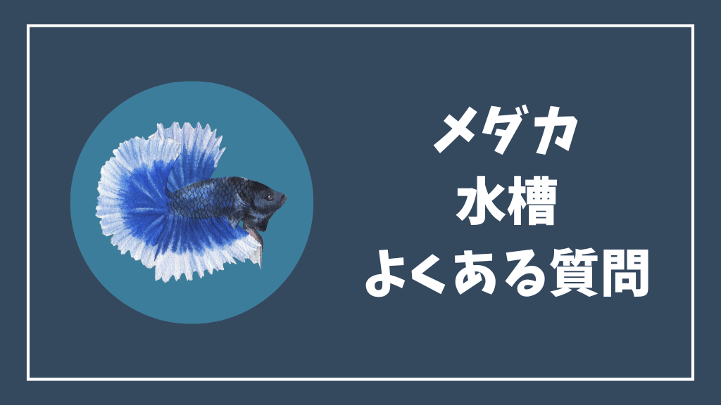 メダカの水槽のよくある質問