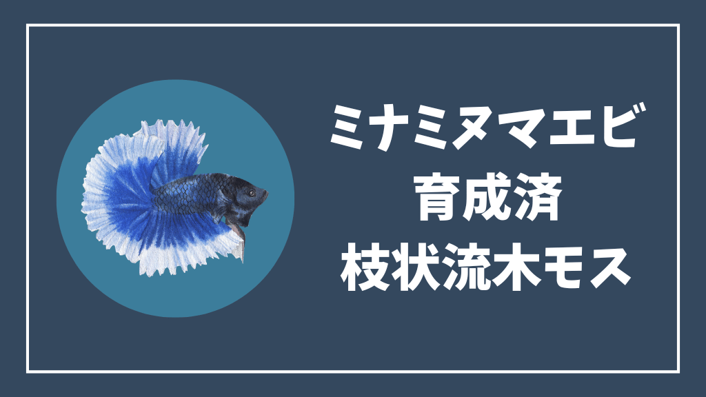 ミナミヌマエビにおすすめの育成済枝状流木ウィローモス