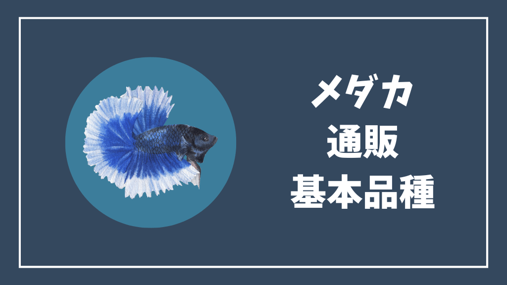 メダカの基本品種の通販