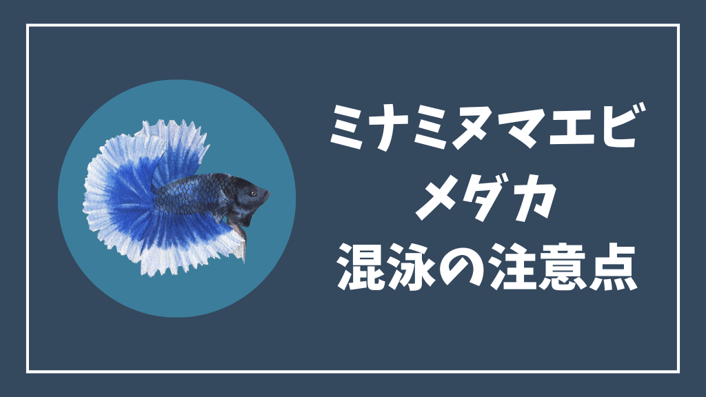 ミナミヌマエビとメダカの混泳時の注意点