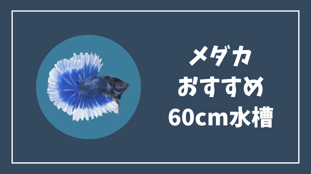 メダカにおすすめの60cm水槽
