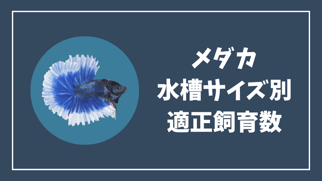 メダカの適正飼育数
