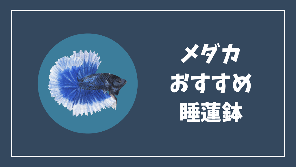 メダカにおすすめの睡蓮鉢