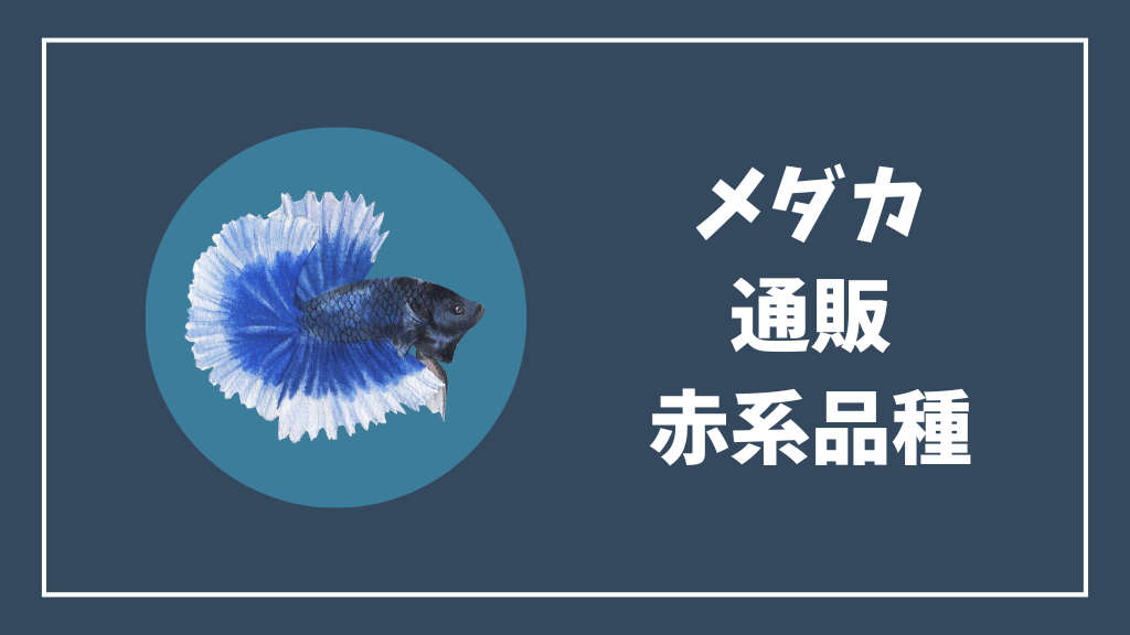通販で買えるメダカの赤系品種