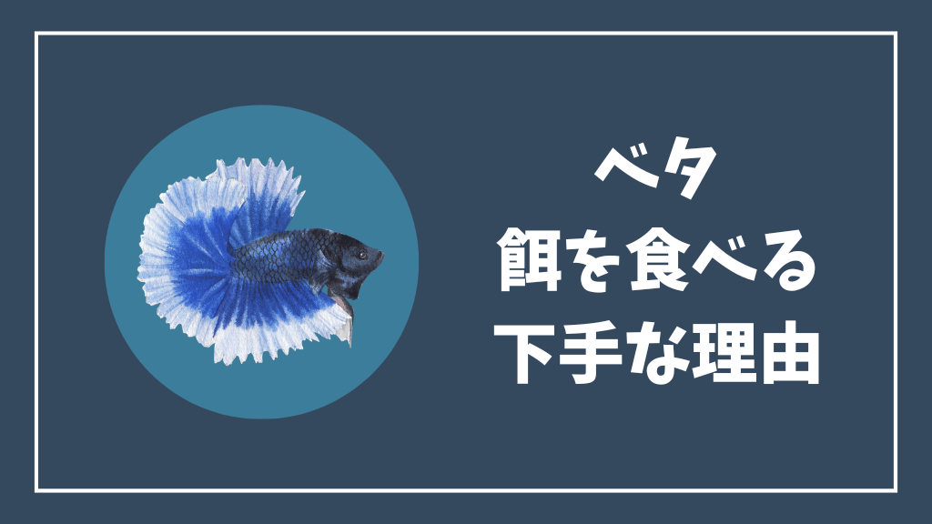 ベタが餌を食べるのが下手な理由