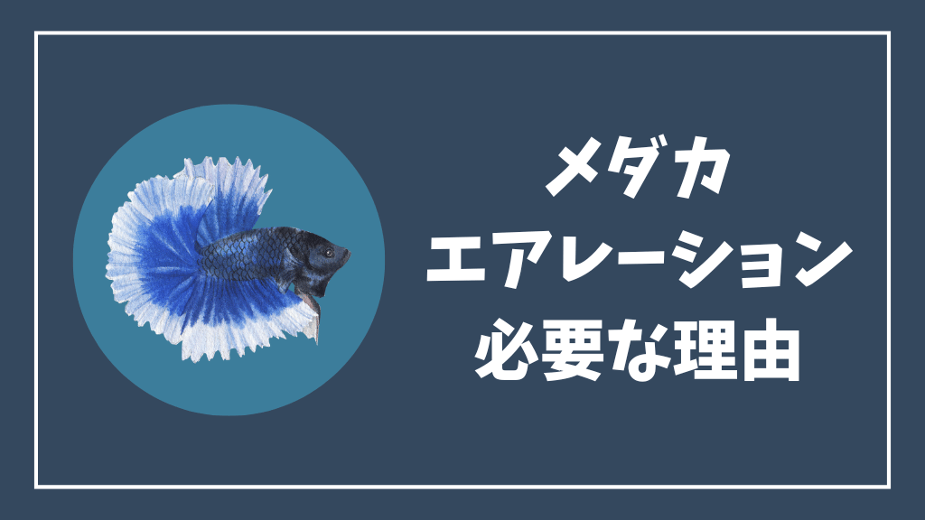 メダカにエアレーションが必要な理由