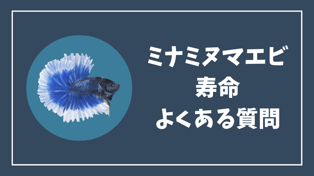 ミナミヌマエビの寿命のよくある質問