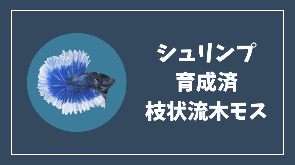 チェリーシュリンプにおすすめの育成済枝状流木モス