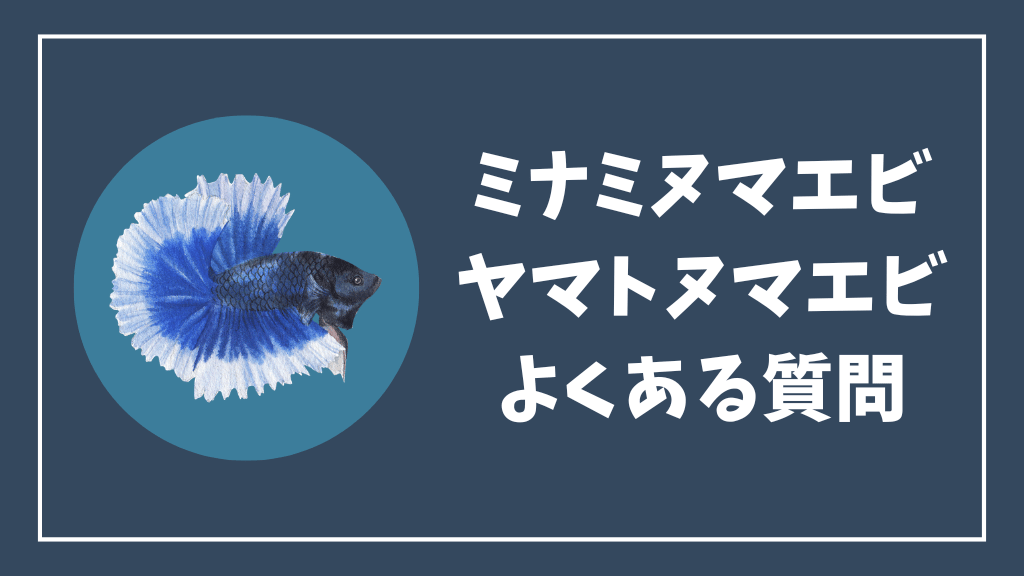 ミナミヌマエビとヤマトヌマエビのよくある質問