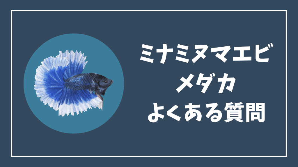 ミナミヌマエビとメダカのよくある質問